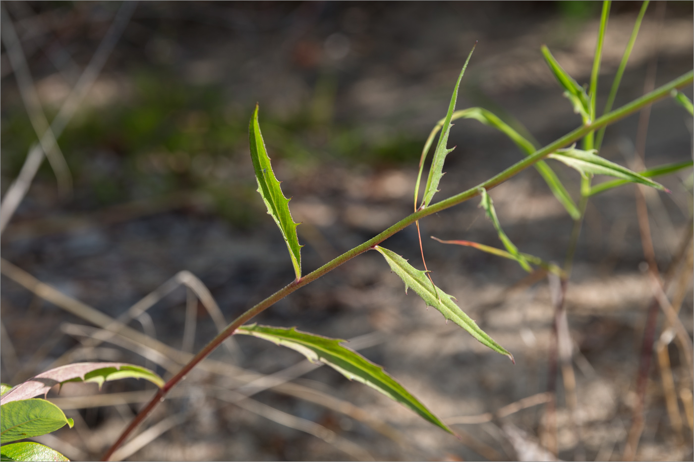 Image of genus Hieracium specimen.