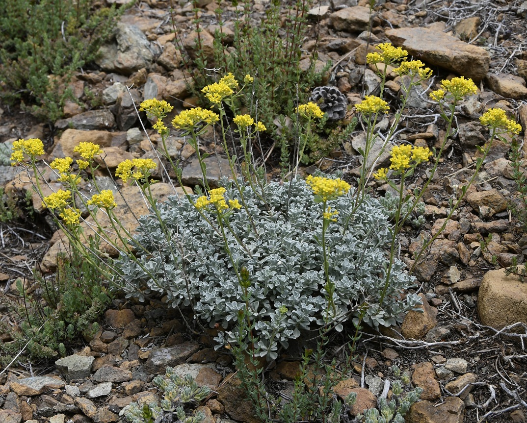 Image of Odontarrhena troodi specimen.