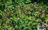 Berberis vulgaris. Верхушка ветви с незрелыми плодами. Калининградская обл., Зеленоградский р-н, Куршская коса, опушка смешанного леса. 30.06.2025.