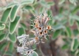 Phlomis chimerae. Сухое прошлогоднее соплодие. Анталья, национальный парк \"Олимпос-Бейдаглары\", окр. г. Текирова, берег Средиземного моря, опушка соснового леса. 30.12.2025.