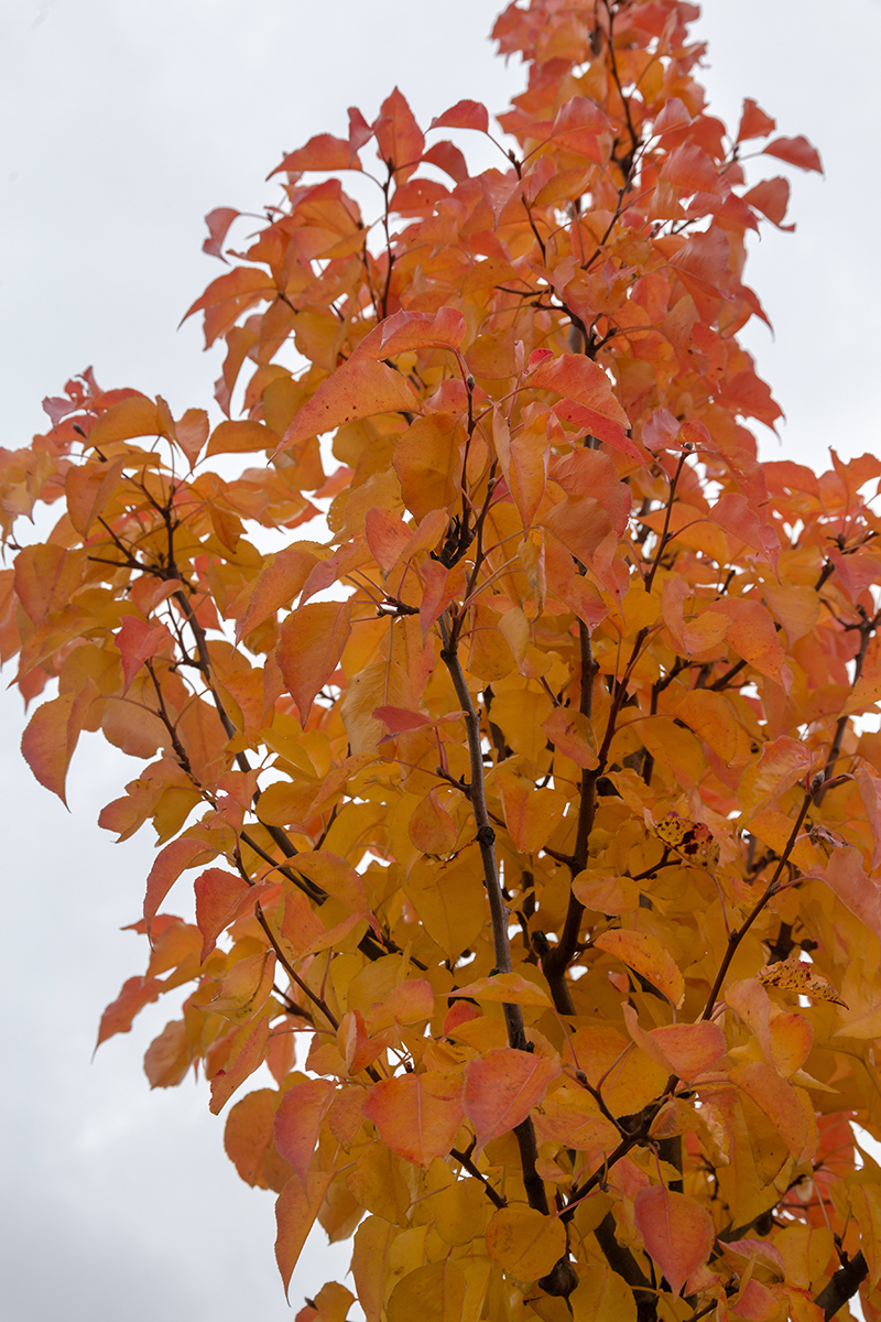 Image of genus Pyrus specimen.