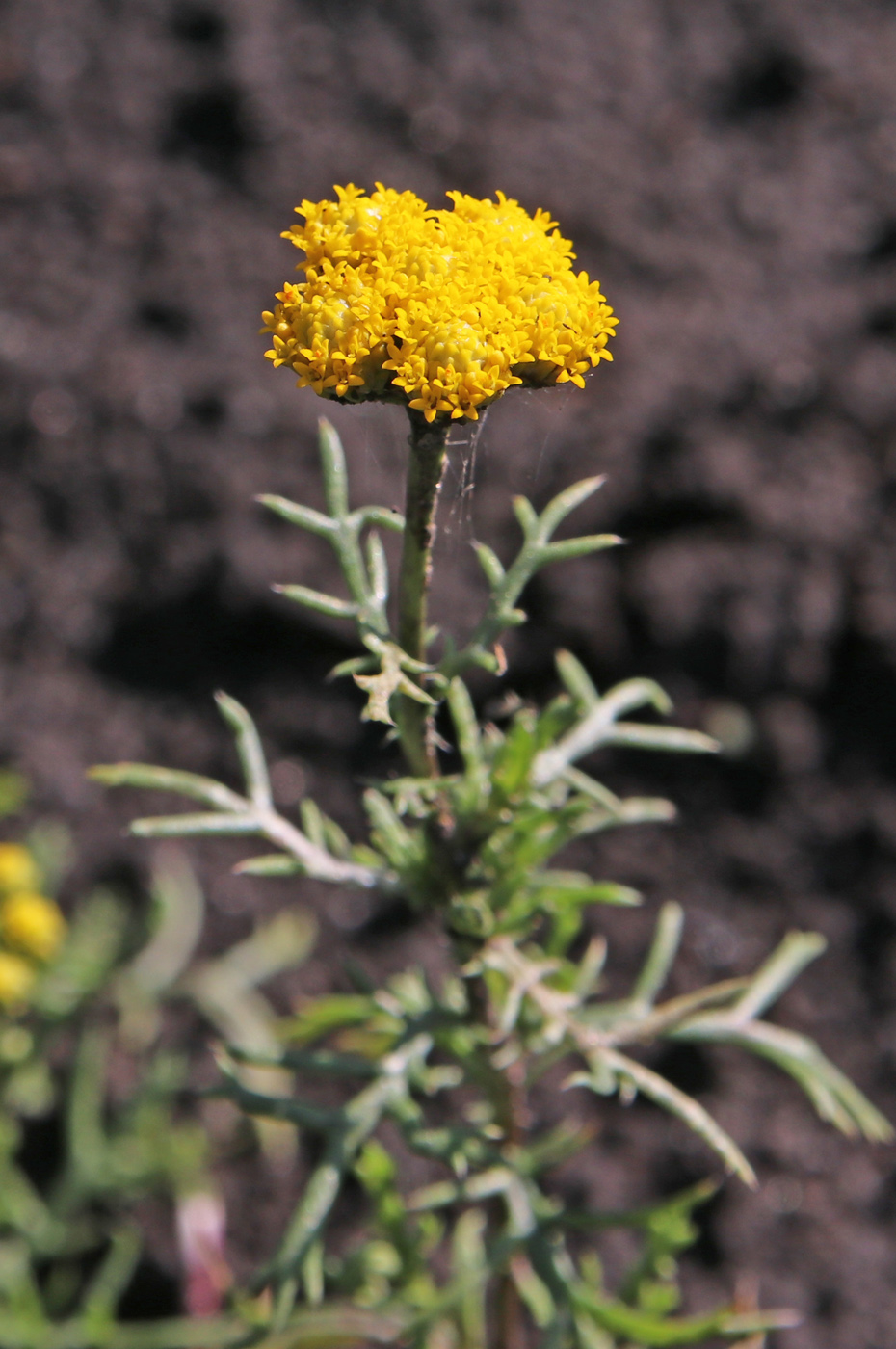 Image of Lonas annua specimen.
