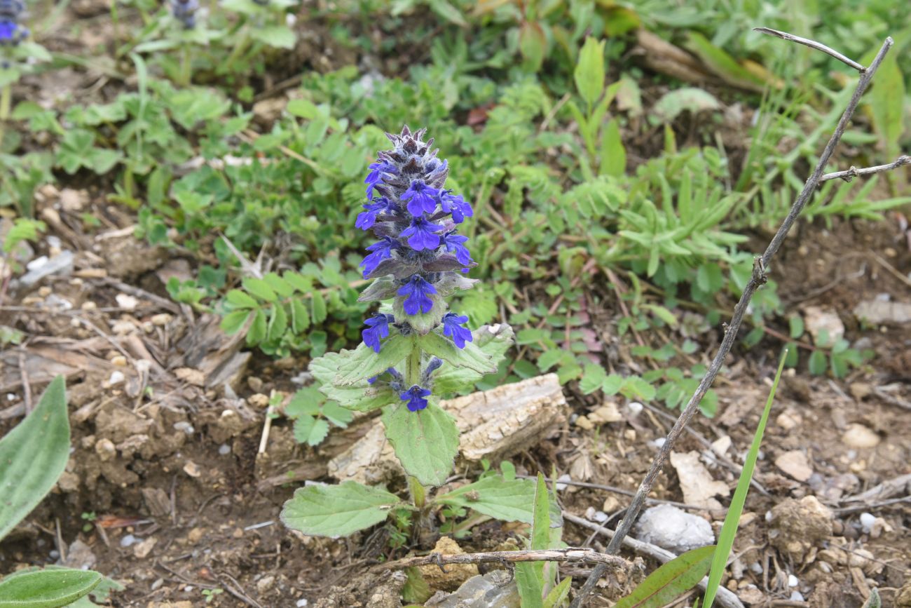 Image of genus Ajuga specimen.
