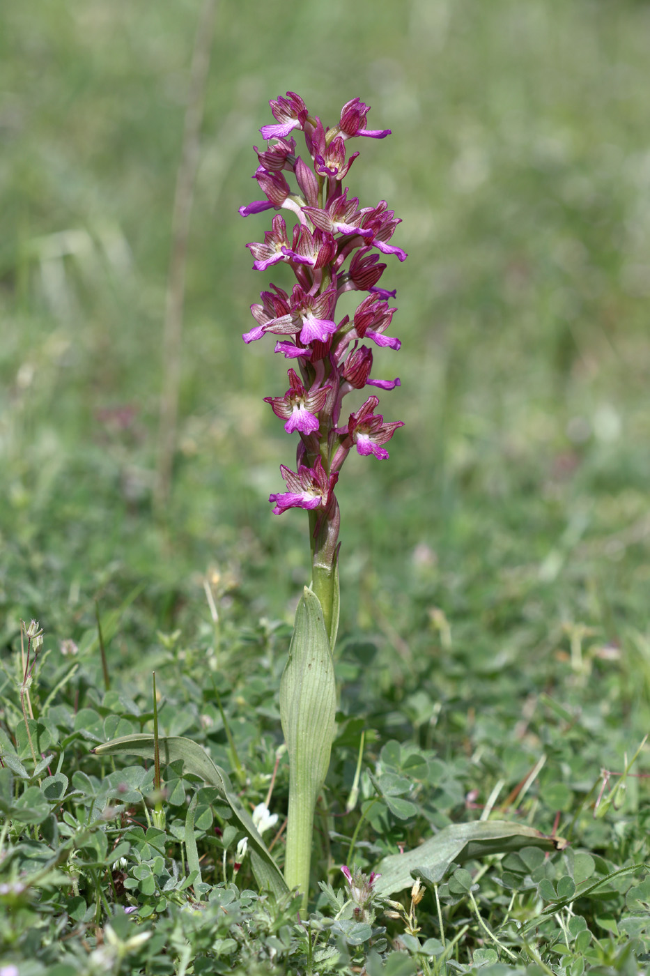 Изображение особи Anacamptis × dafnii.