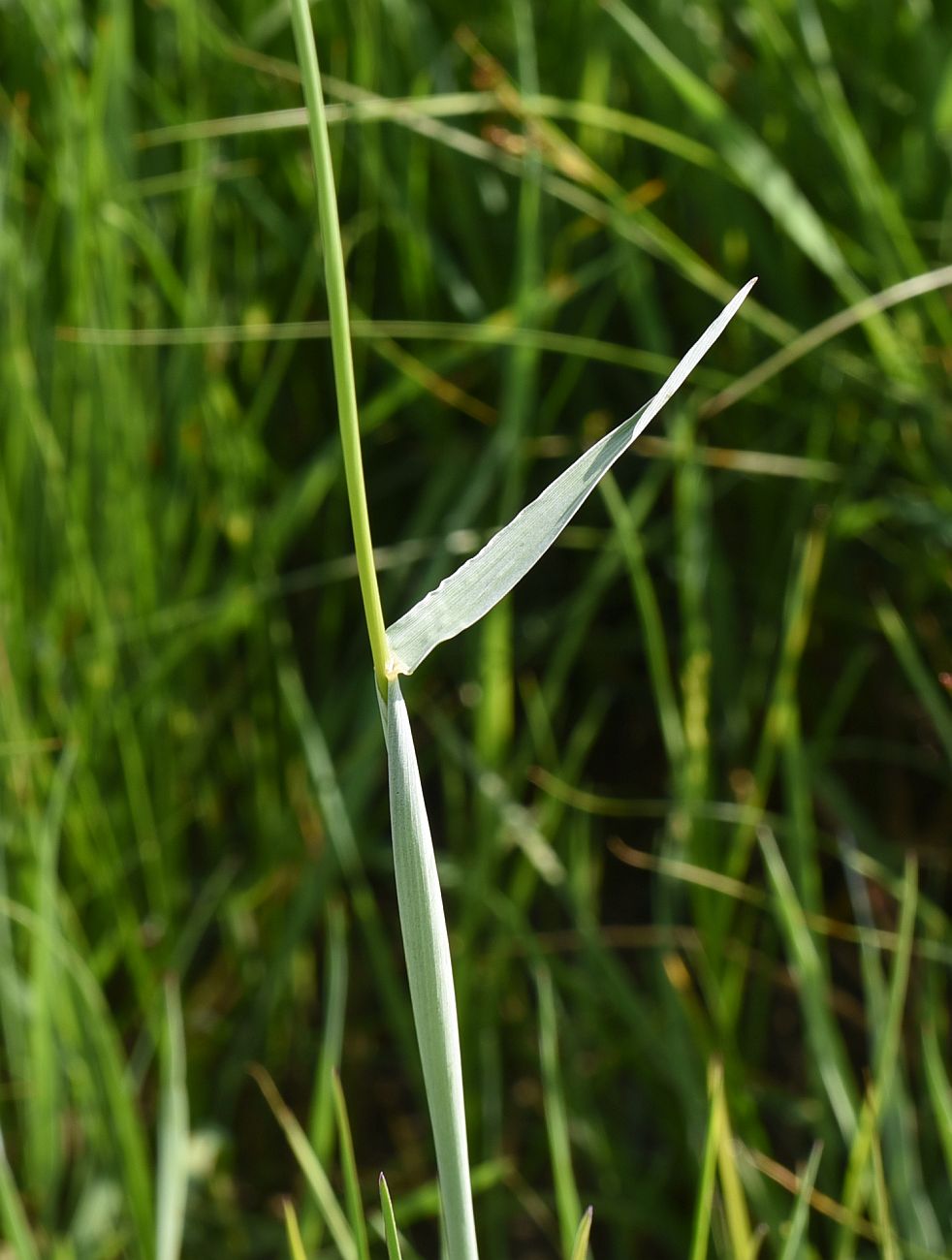 Image of Unknown species specimen.