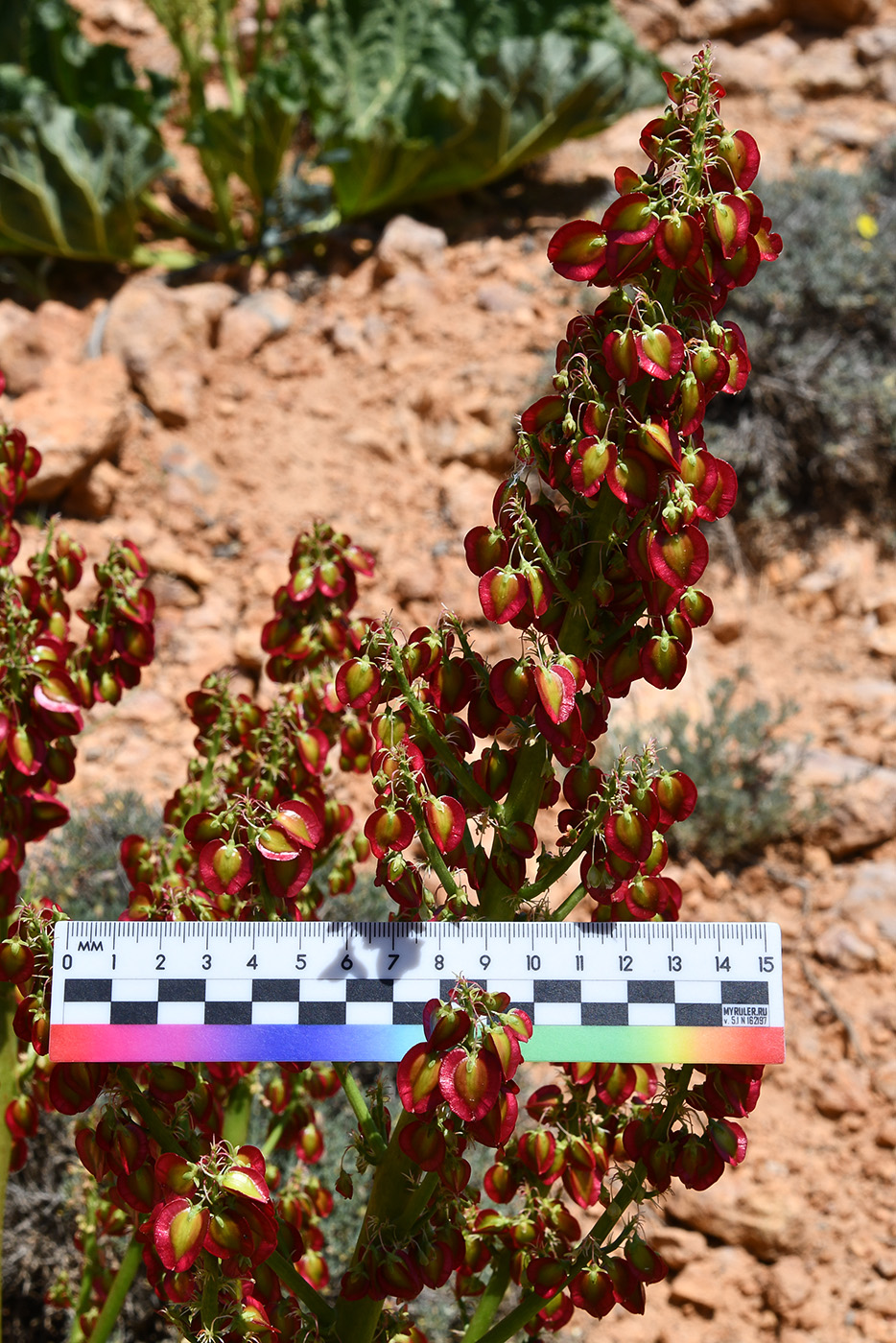 Изображение особи род Rheum.