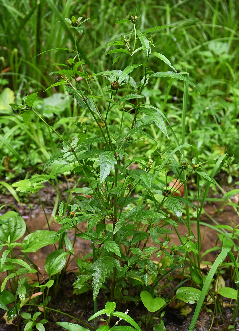 Image of Bidens tripartita specimen.