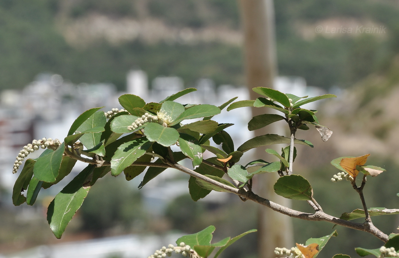 Изображение особи род Croton.