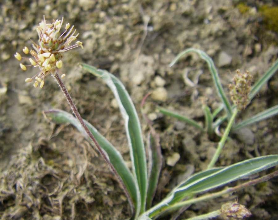 Image of Plantago monosperma ssp. discolor specimen.
