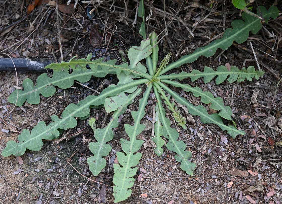 Изображение особи семейство Asteraceae.