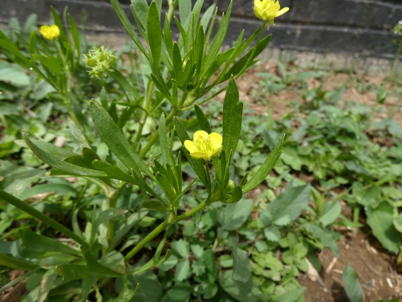 Изображение особи Ranunculus arvensis.