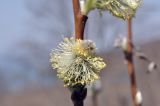 View full-size image genus Salix