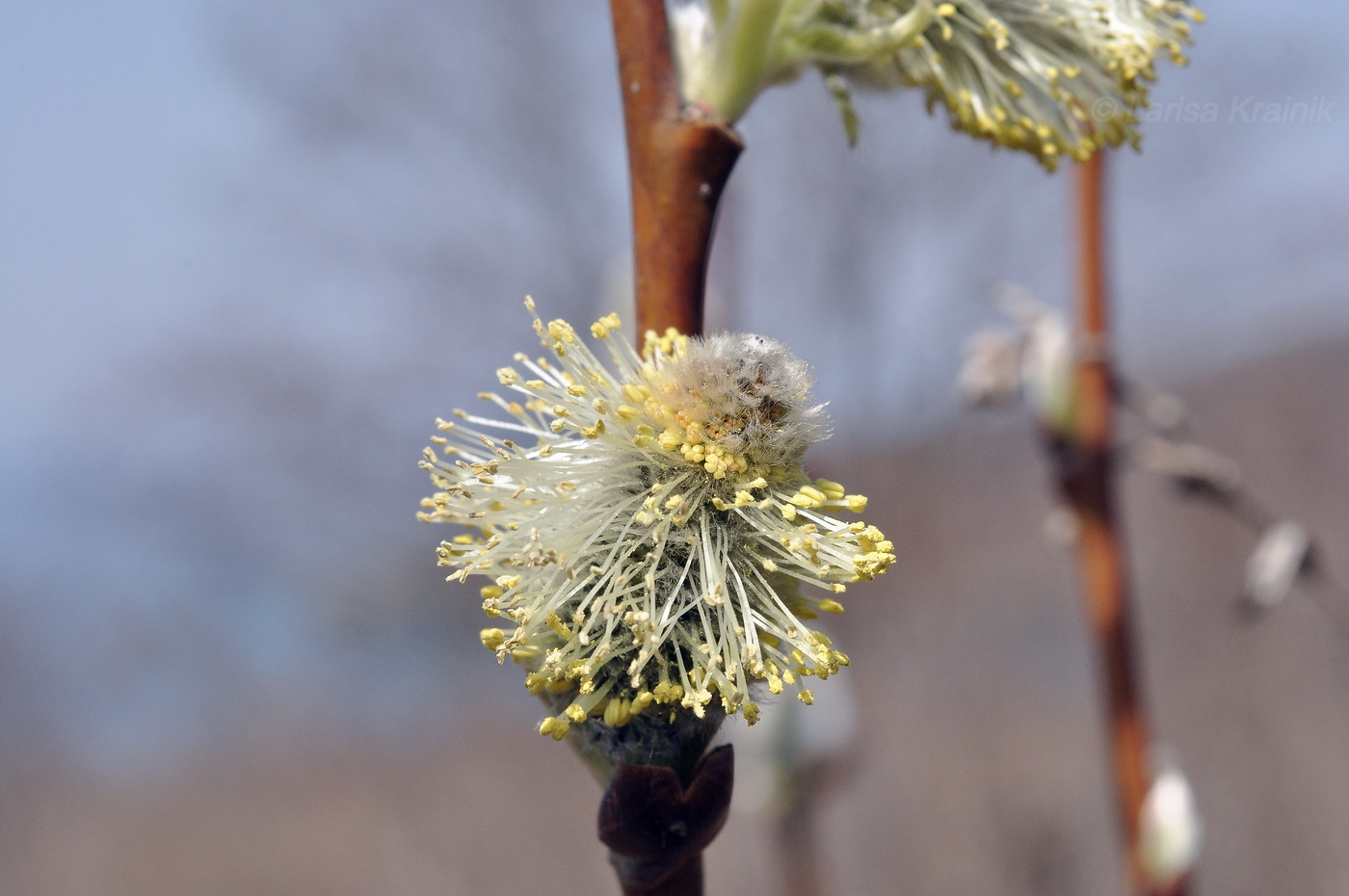 Image of genus Salix specimen.