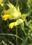 род Rhinanthus