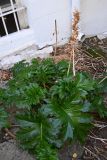 Acanthus mollis. Листья и соплодия. Турция, г. Стамбул, Принцевы о-ва, о-в Бююкада, рядом с заброшенным домом. 10.10.2025.