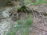 род Bromus. Плодоносящее растение. Краснодарский край, Крымский р-н, окр. станицы Неберджаевская, ур. Малый Яр, буково-грабово-дубовый лес, в русле временного водотока. 15.07.2026.