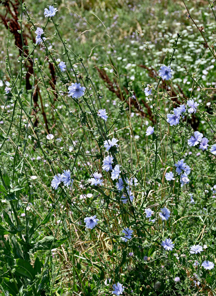 Image of Cichorium intybus specimen.