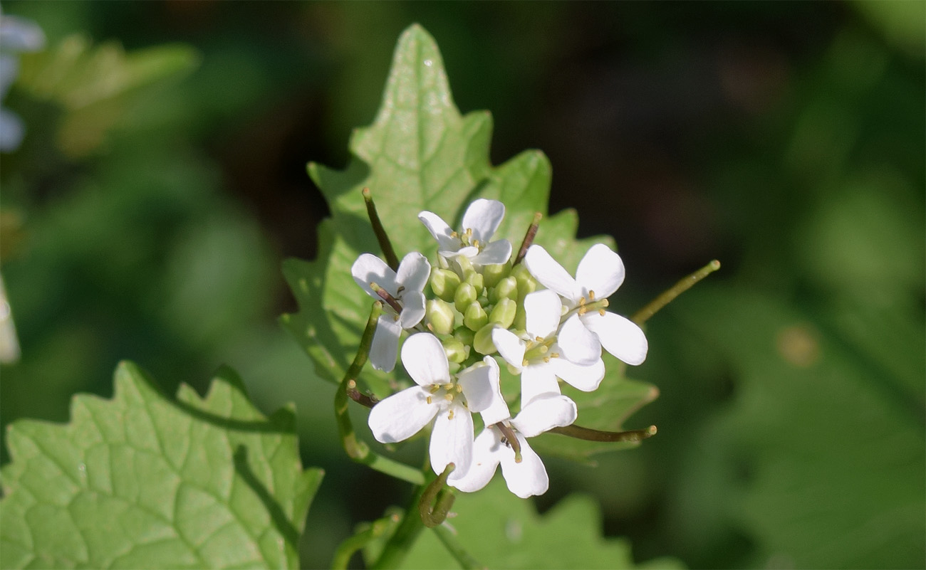 Изображение особи Alliaria petiolata.