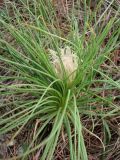 Asphodeline taurica