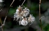 Antennaria dioica. Раскрывшиеся соплодия. Московская обл., Дмитровский гор. округ, дол. р. Якоть, опушка сосняка. 23.08.2026.
