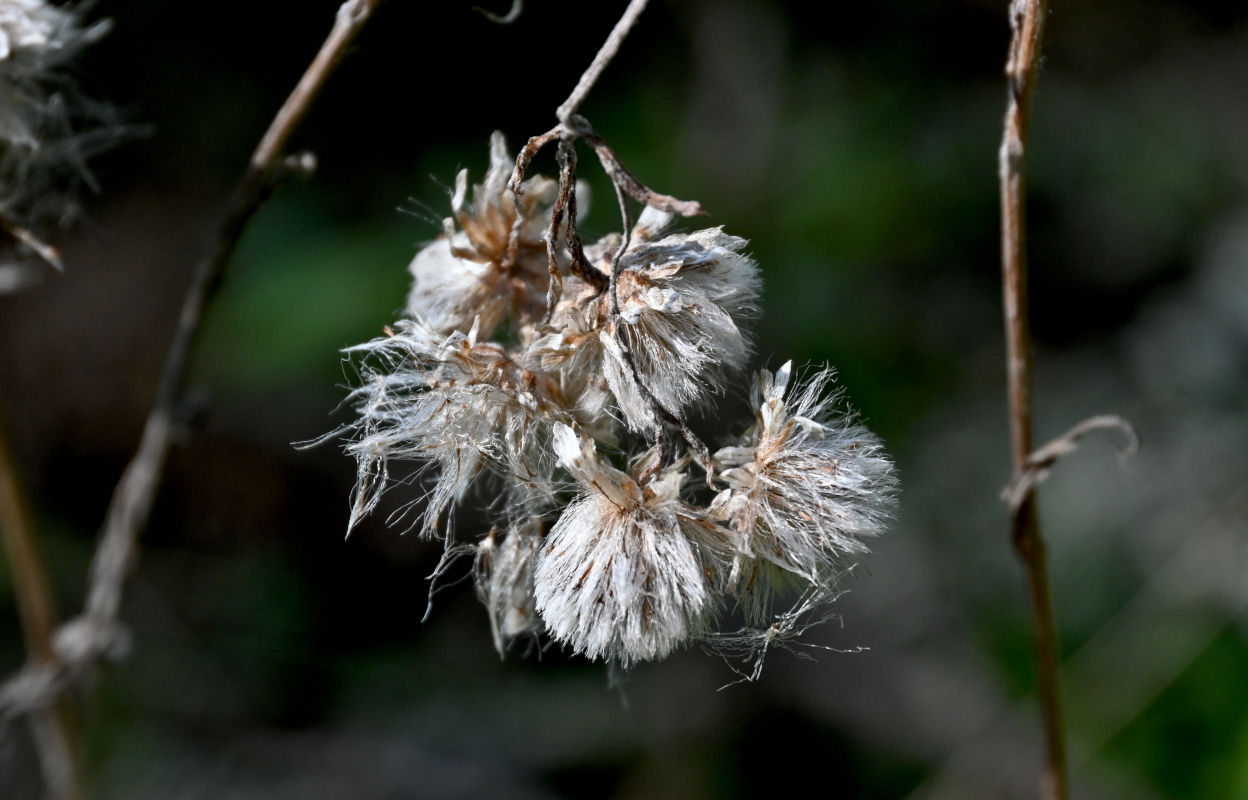 Image of Antennaria dioica specimen.
