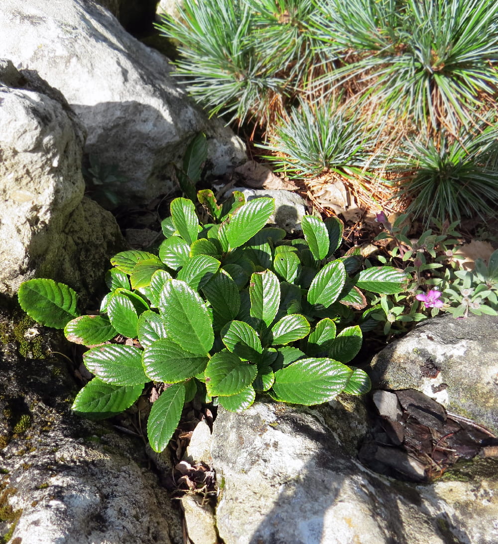 Изображение особи Rhamnus pumila.