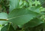 unknown species. Лист. Абхазия, г. Сухум, Ботанический сад. 13.08.2024.