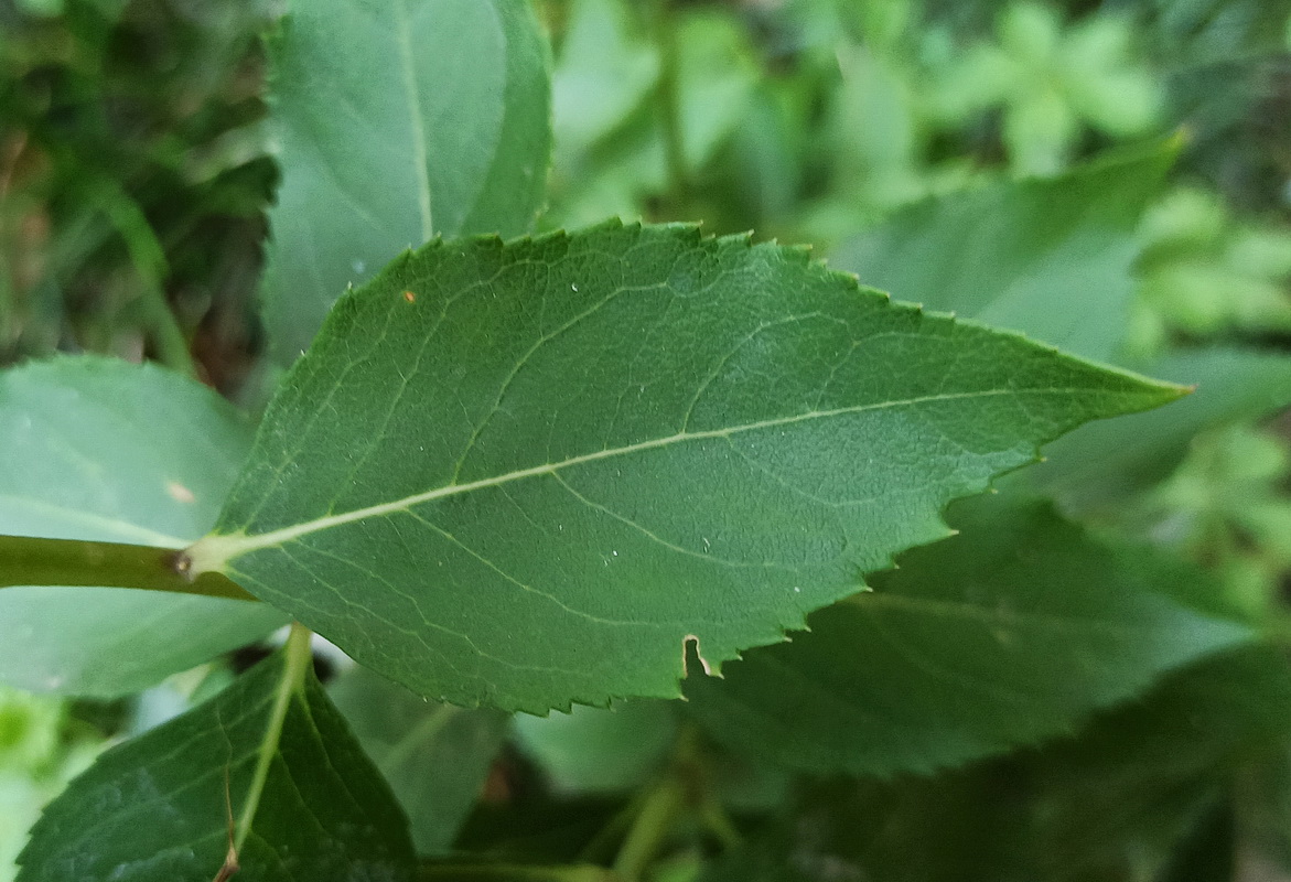 Image of Unknown species specimen.