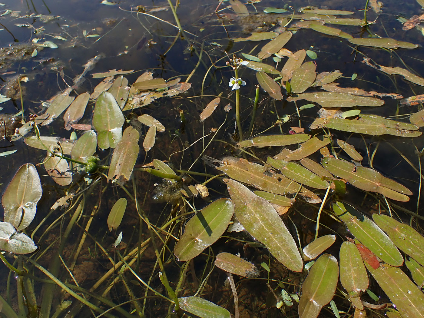 Image of Sagittaria natans specimen.