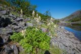 Aconitum ajanense