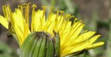 род Taraxacum. Рыльца. Север Кубани, станица Шкуринская, в культуре. 05.05.2011.