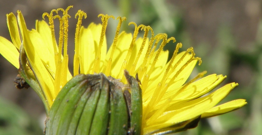Изображение особи род Taraxacum.