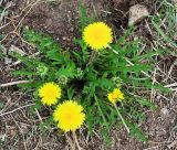 Taraxacum multisectum