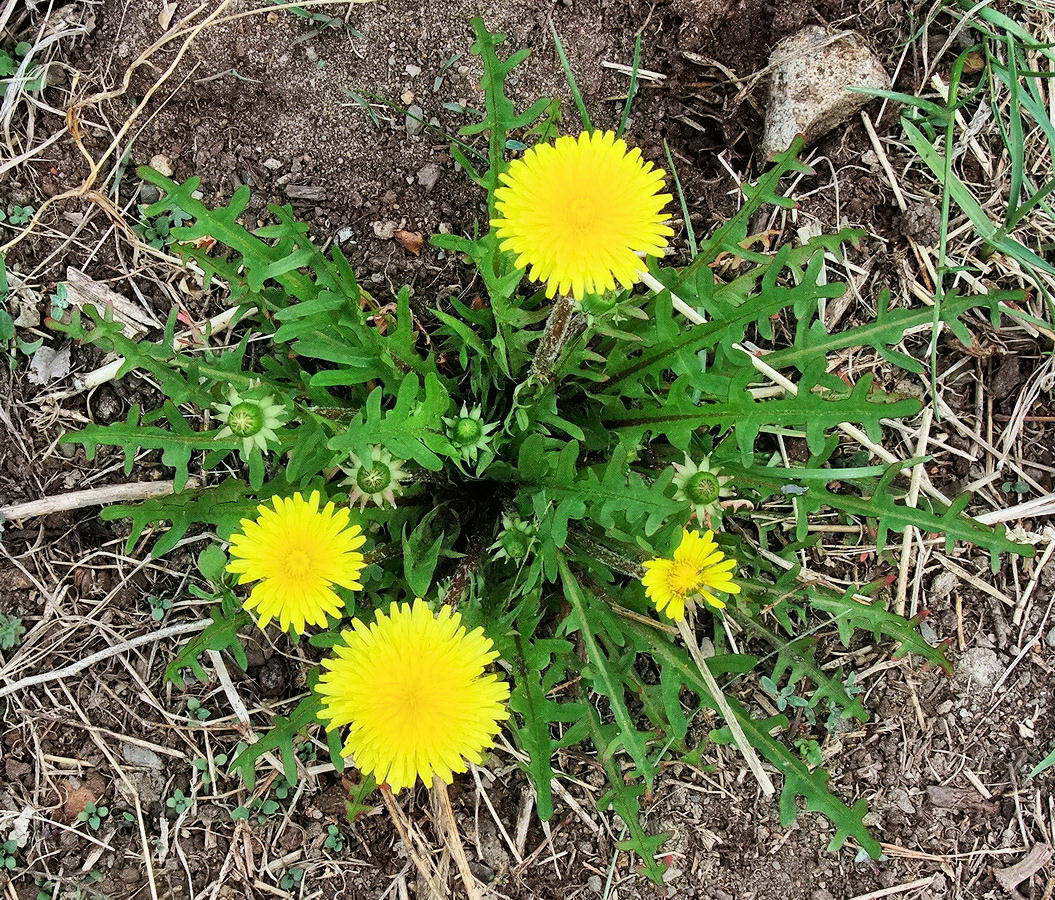 Изображение особи Taraxacum multisectum.