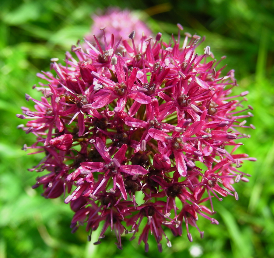 Изображение особи Allium robustum.