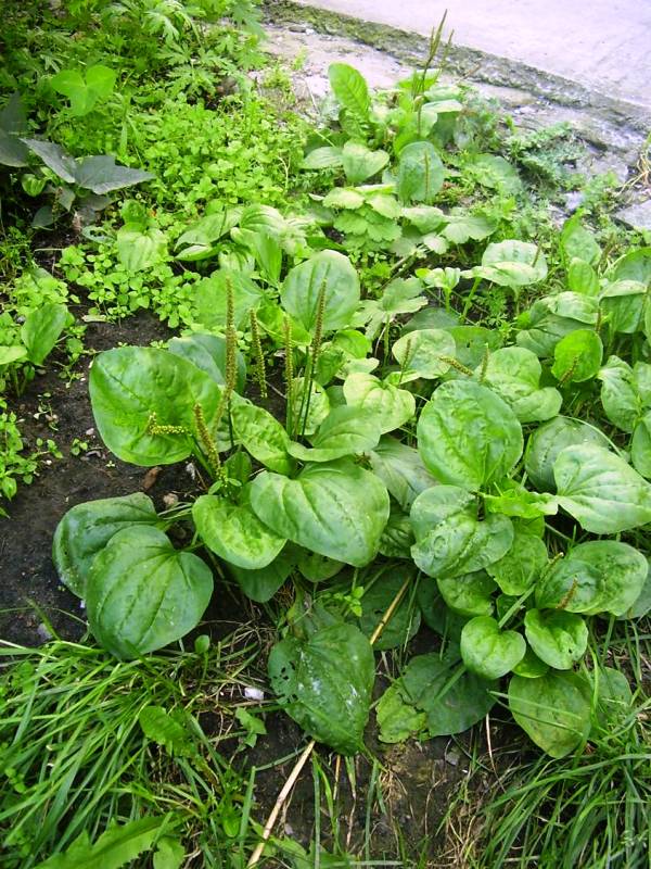 Image of Plantago major specimen.