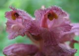 Orobanche bartlingii