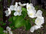 Malus подвид cerasifera