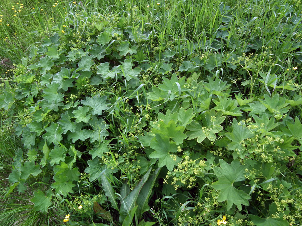 Image of genus Alchemilla specimen.