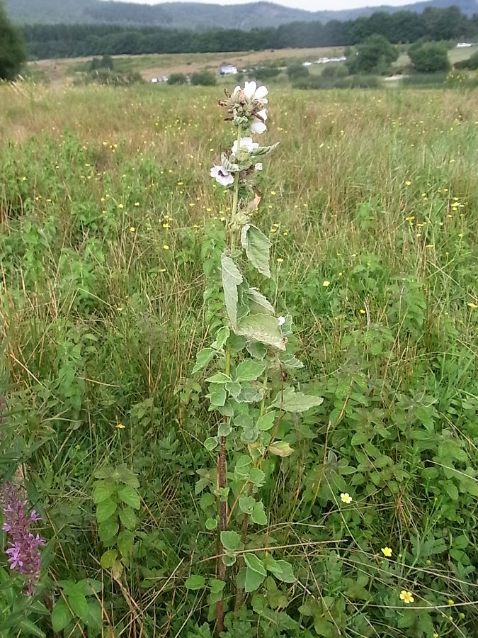 Image of Althaea officinalis specimen.