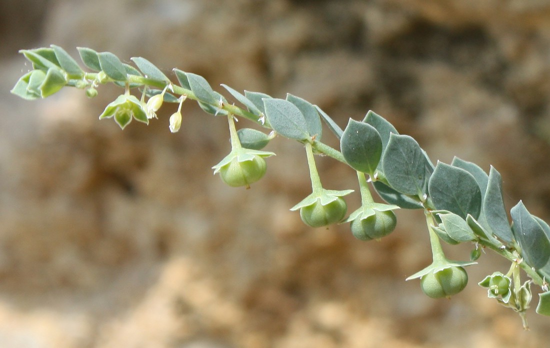 Image of Andrachne telephioides specimen.