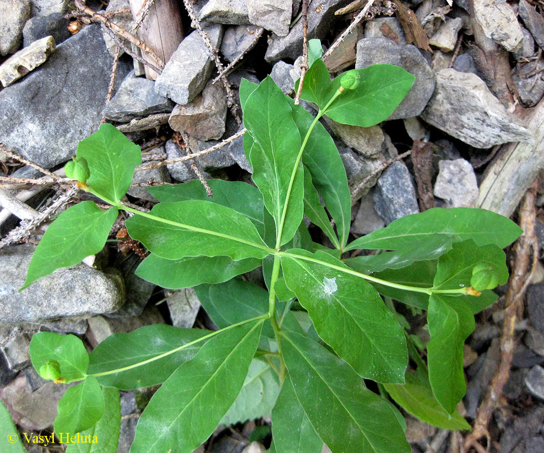 Изображение особи Euphorbia carniolica.