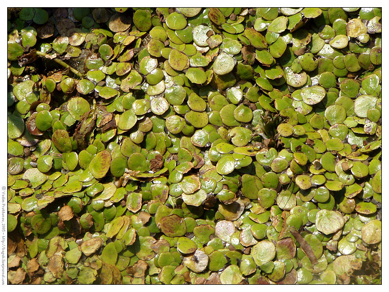 Изображение особи Spirodela polyrhiza.