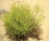 Alhagi persarum. Цветущее растение. Каракумы. Начало июня 2011 г.