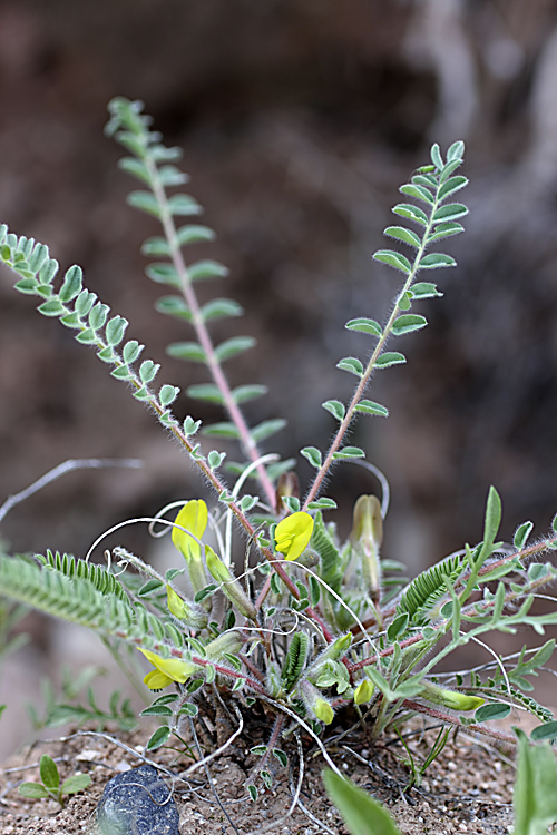 Изображение особи род Astragalus.