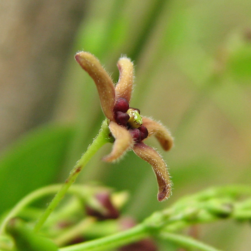 Изображение особи Vincetoxicum scandens.