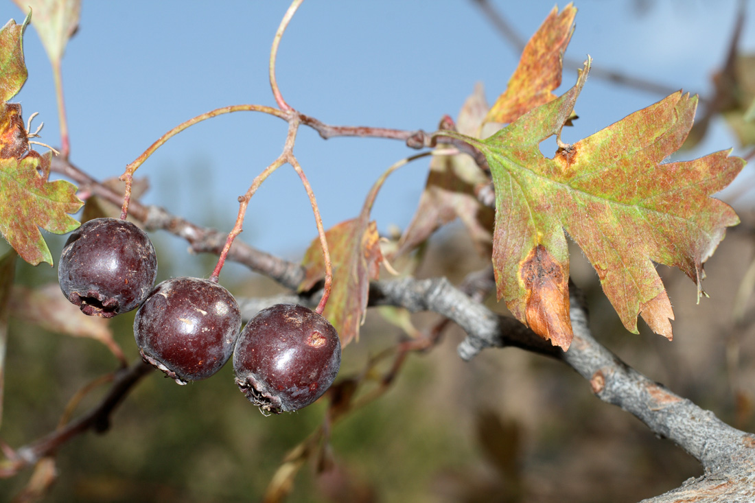 Изображение особи Crataegus songarica.