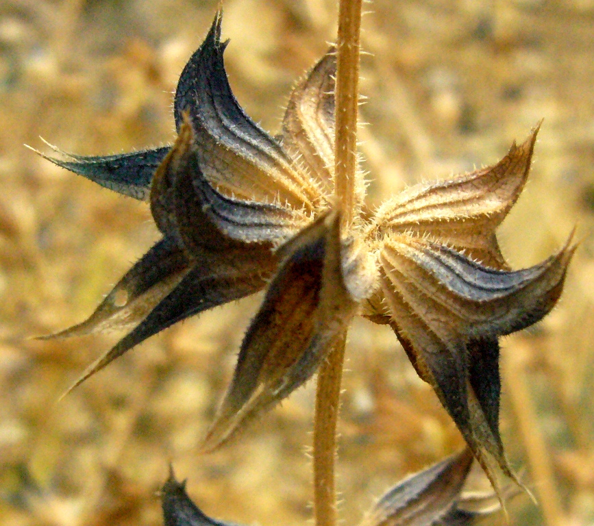 Изображение особи Salvia turcomanica.