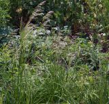 Deschampsia cespitosa. Цветущее растение. Московская обл., Раменский р-н, окр. дер. Хрипань, просека под ЛЭП. 13.06.2011.