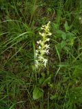 Platanthera bifolia